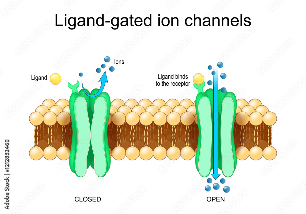 Εκτύπωση καμβά Ligand-gated ion channels