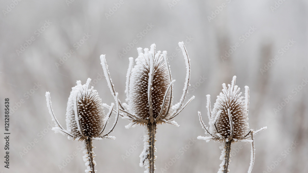 Flower umbels of the teasel covered with white hoarfrost in winter Flower umbels of the teasel covered with white hoarfrost in winter
