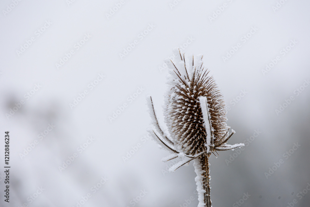 Φωτογραφία Flower umbels of the teasel covered with white hoarfrost in winter