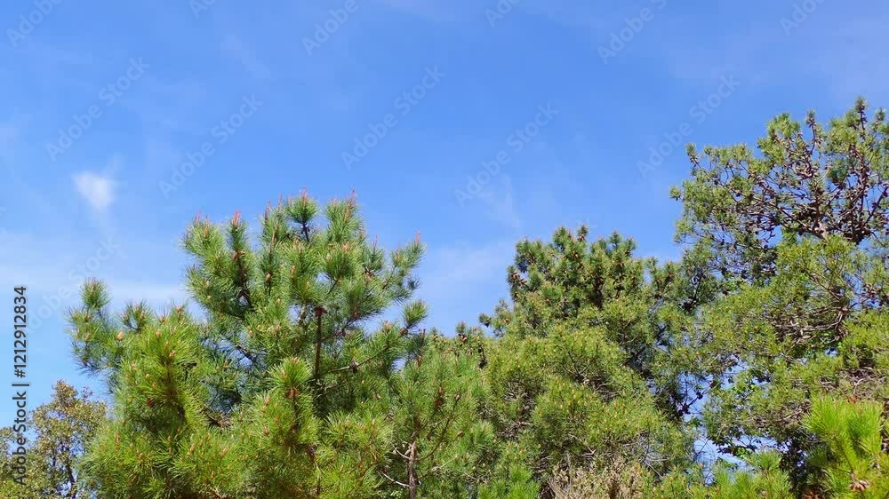 pine tree branch, mediterranean pine, Austrian pine in North Africa. Pine with green needles, Closeup of green needle pine tree. Small pine cones at the end of branches. pine needles. Pinus nigra. pine tree branch, mediterranean pine, Austrian pine in North Africa. Pine with green needles, Closeup of green needle pine tree. Small pine cones at the end of branches. pine needles. Pinus nigra.