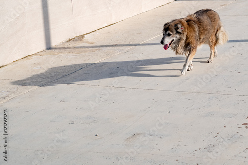 A stray abandoned dog on the street. A carefree vagabond.