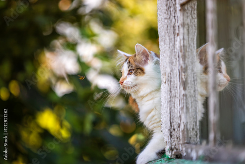 a small cute curious kitten walks along the eaves of a country house on a sum...