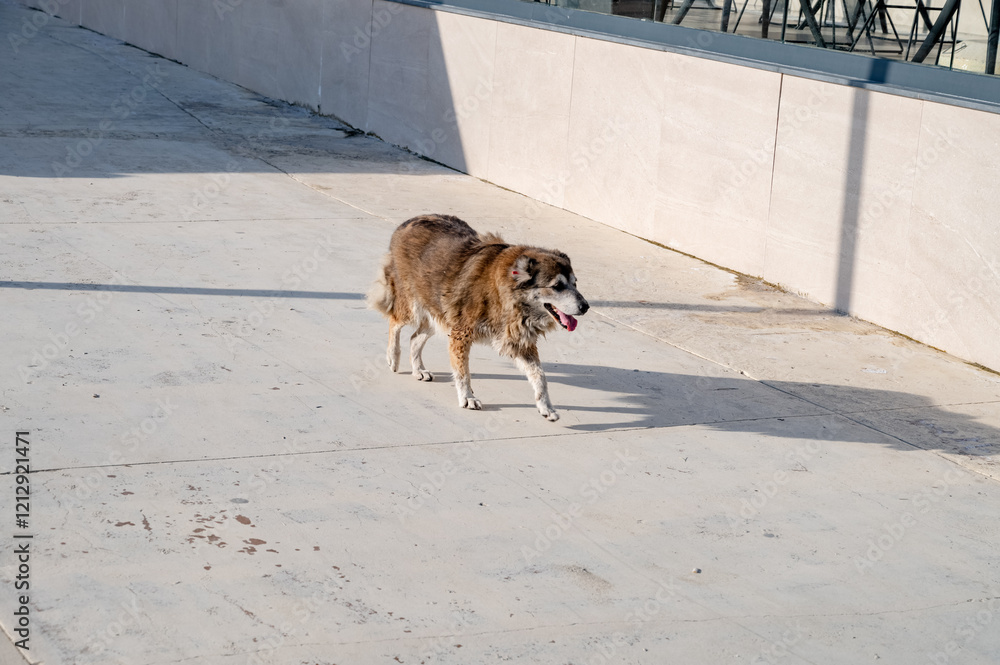 A stray abandoned dog on the street. A carefree vagabond.