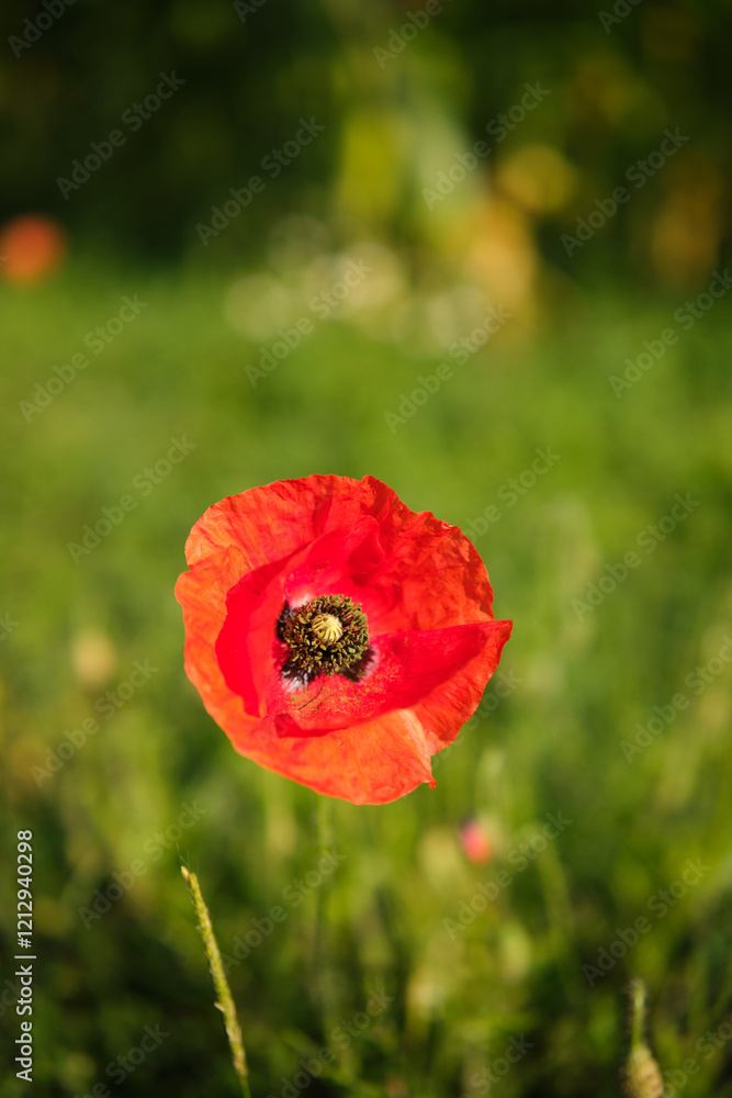 Bright red poppies on a green background in sunny weather