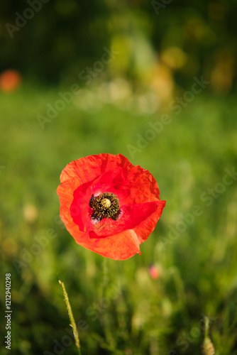Obraz na płótnie Bright red poppies on a green background in sunny weather w salonie