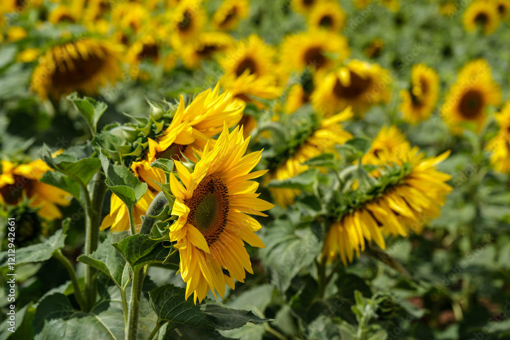 A close-up of a blooming sunflower in a vast sunflower field. Sunflowers field close view. A close-up of a blooming sunflower in a vast sunflower field. Sunflowers field close view.