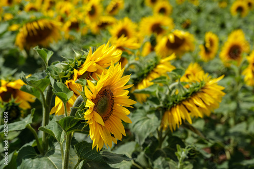 Obraz na płótnie A close-up of a blooming sunflower in a vast sunflower field. Sunflowers field close view. w salonie