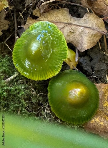 Hygrocybe psittacina mushroom. Parrot Waxcap or Gliophorus psittacinus toadstool