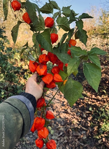 Female hand holding a big bouquet of fresh physalis branches. Ripe alkekengi plant for eating or floristic art compositions