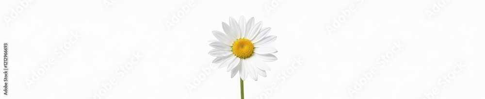 Simple isolated white daisy flower on a pure white background, bloom, isolated Simple isolated white daisy flower on a pure white background, bloom, isolated