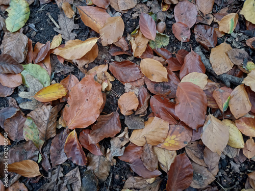 Dried and yellowed leaves on the ground.  Background of autumn colors.  Dry yellow autumn leaves on the ground, natural autumn background. Autumn dry brown leaves.