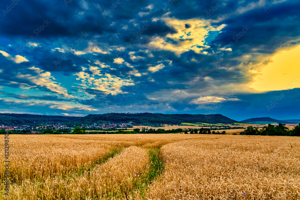 View of a wheat field against a beautiful sunset sky. Rural landscapes landscapes under bright sunlight.