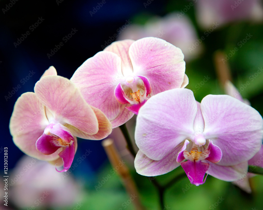 Pink and lavender orchid with blurred background Pink and lavender orchid with blurred background