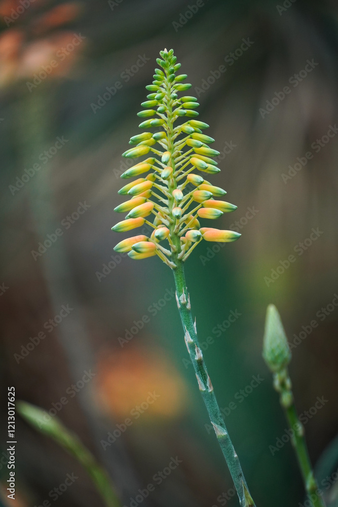 A close-up photo of an Aloe Vera flower. A close-up photo of an Aloe Vera flower.