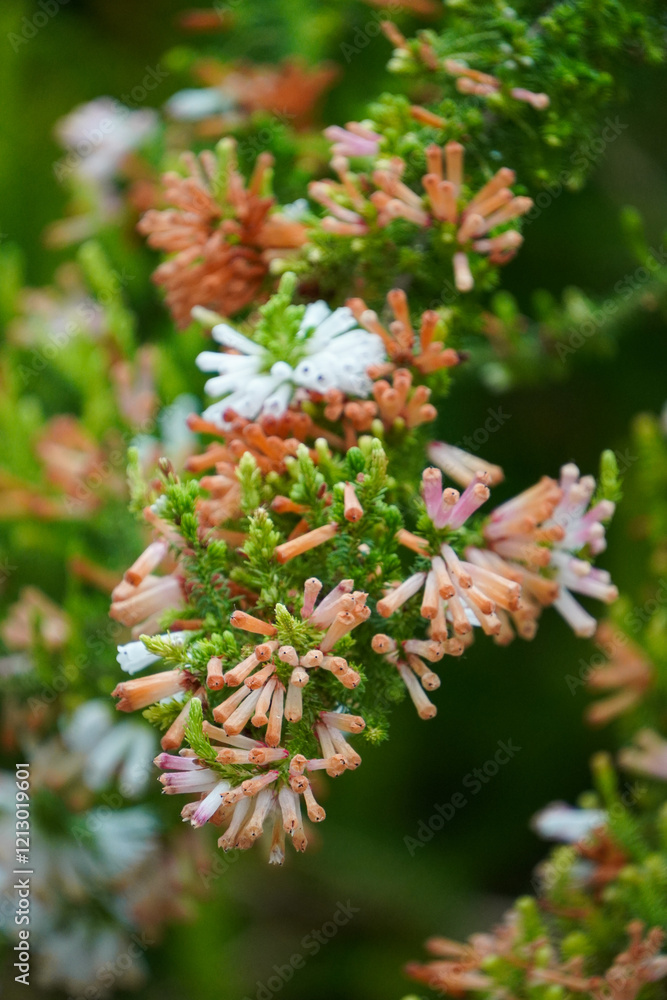 A close-up photo of Erica Colorans flowers. A close-up photo of Erica Colorans flowers.
