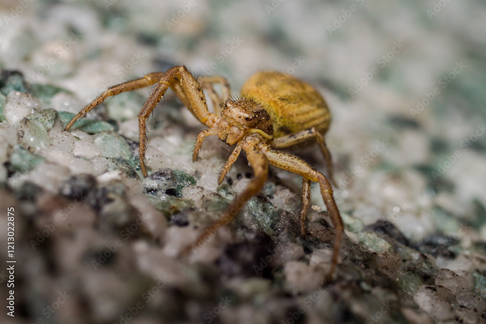 Yellow crab spider Macro photography
Yellow crab spider Macro photography