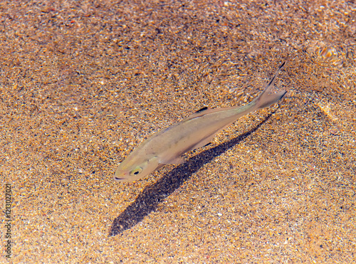 Trachinotus Ovatus Fish Swimming in Water photo