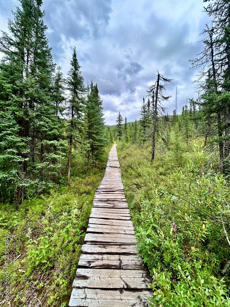 Obraz premium Peaceful Path