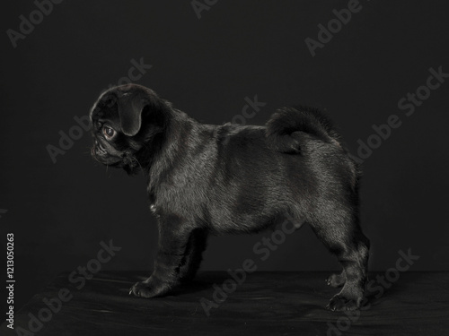  a small black pug on a black background
