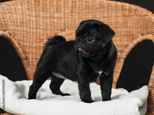 small black purebred puppy at a home photo shoot
