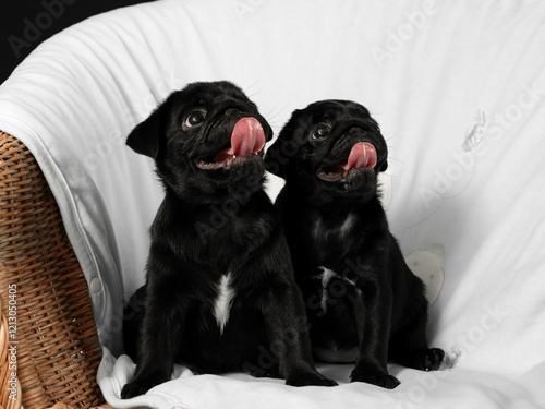 two black purebred puppies at a home photo shoot