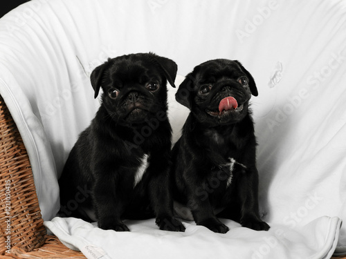 two black purebred puppies at a home photo shoot