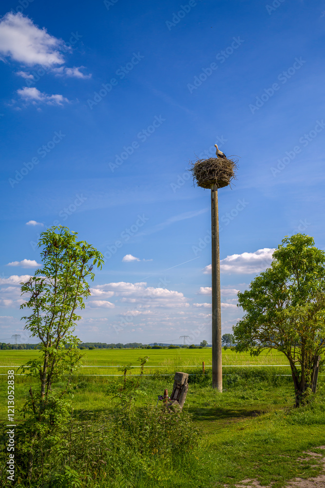ein Storch auf seinem Horst in der Landschaft ein Storch auf seinem Horst in der Landschaft