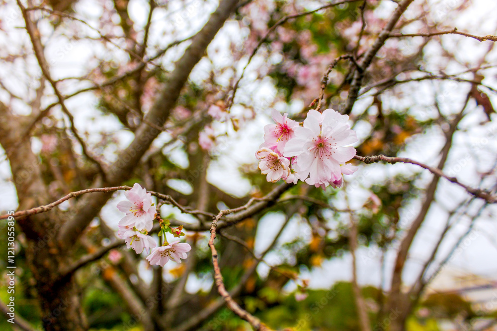 Delicate pink cherry blossoms on a tree branch, with a soft-focus background creating a serene and natural atmosphere. Delicate pink cherry blossoms on a tree branch, with a soft-focus background creating a serene and natural atmosphere.
