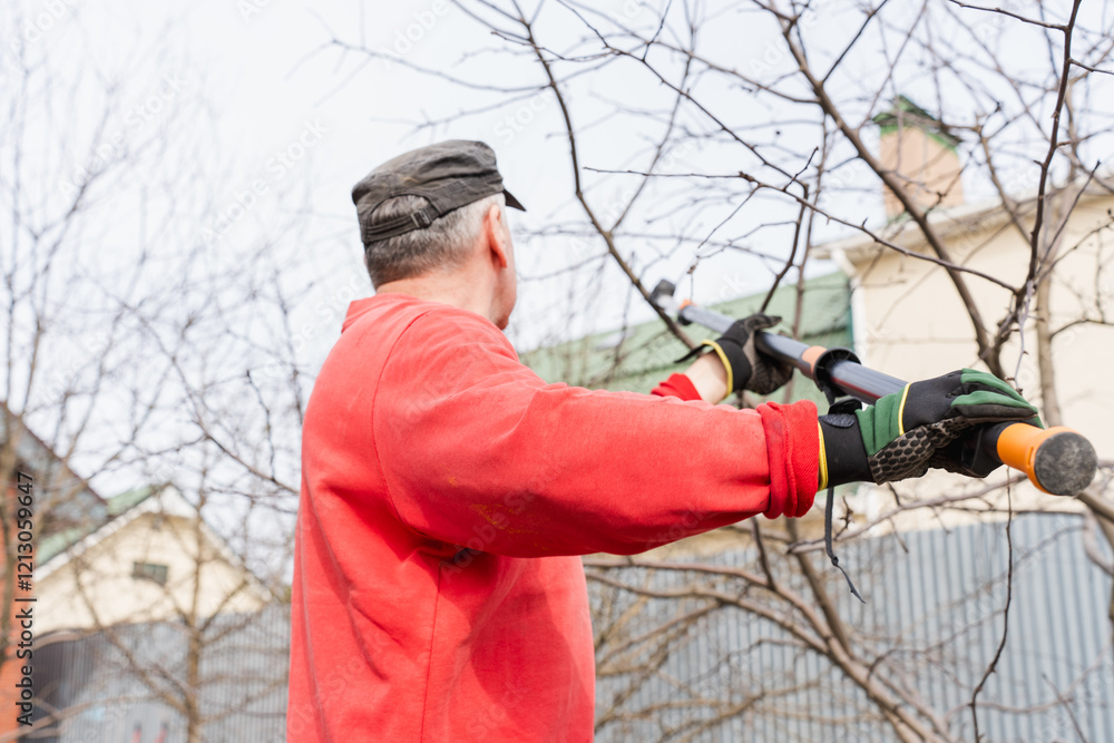 Gardener reaching for tall branches with telescopic pruning shears in a backyard garden Gardener reaching for tall branches with telescopic pruning shears in a backyard garden
