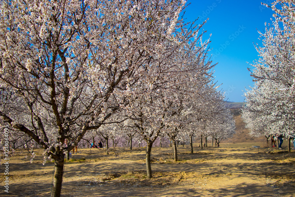 Nice view to almond trees in rows in the best blossom near city Hustopeče in Czech Republic. Nice view to almond trees in rows in the best blossom near city Hustopeče in Czech Republic.