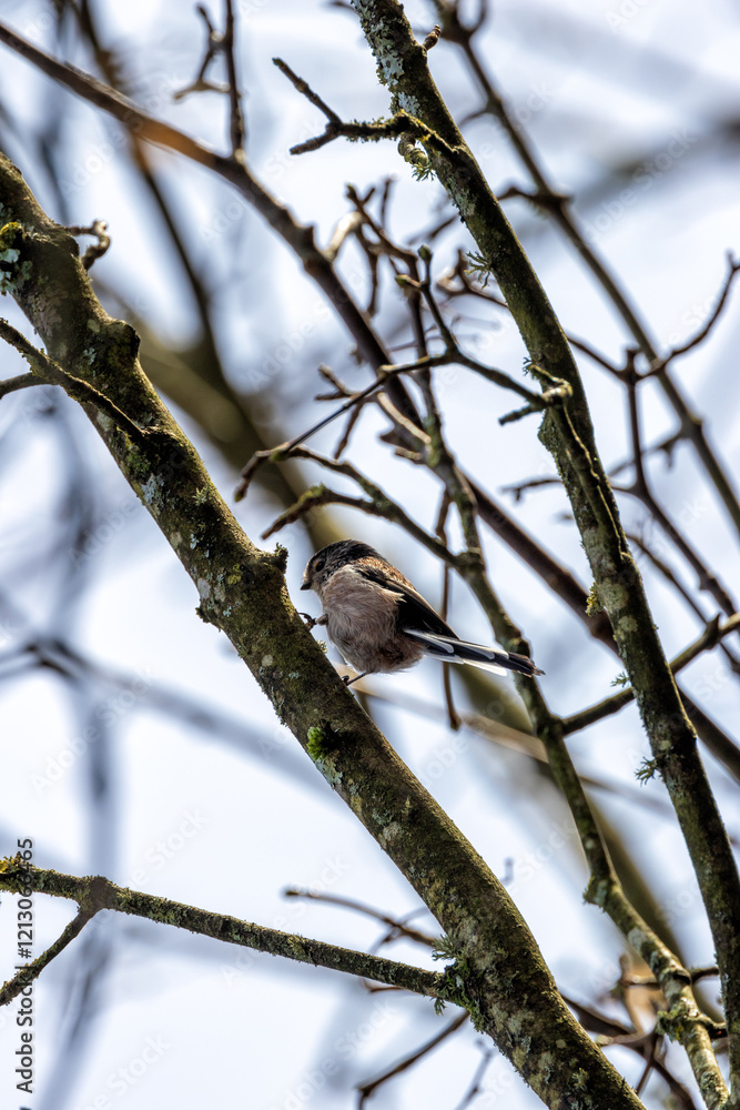 Long-tailed Tit (Aegithalos caudatus) - Common in European Woodlands and Parks Long-tailed Tit (Aegithalos caudatus) - Common in European Woodlands and Parks