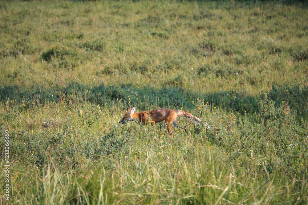 Fototapeta premium Red Fox Running through the Meadow, Yellowstone National Park, Wyoming