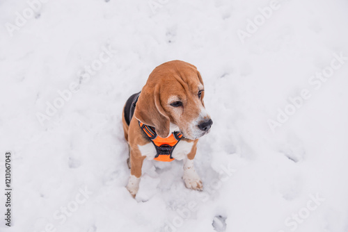 cute beagle dog sitting in snow in winter photo