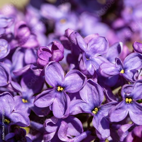 A close-up of lilac flowers, showcasing their vibrant violet or lilac hues.