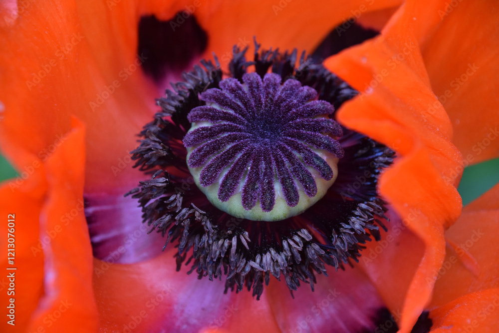 Stunning Close Up of an Oriental Poppy Stunning Close Up of an Oriental Poppy