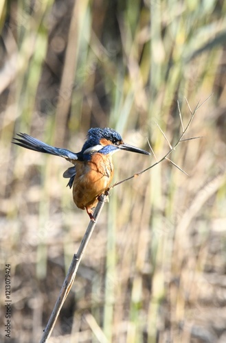 King fisher in a branch