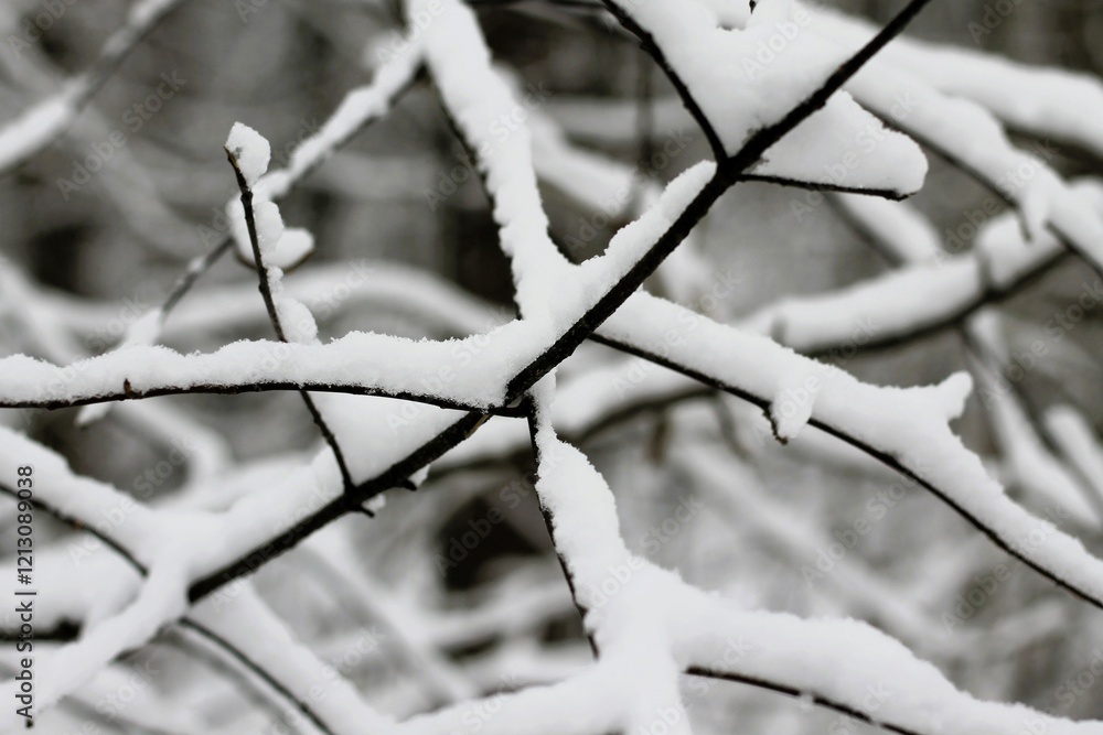 Snow covered branches of a tree in winter Snow covered branches of a tree in winter
