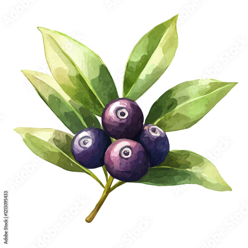 Acai Berry Plant with Fruit Watercolor Flat Illustration | Tropical Superfood Artwork for Logos & Digital Designs  
