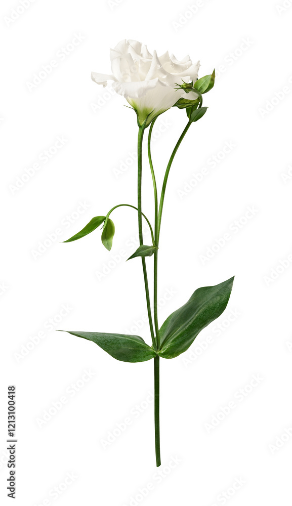 White Eustoma flower isolated on white background. Design element for creating floral arrangements, collages, frames, wedding cards, invitations. White Eustoma flower isolated on white background. Design element for creating floral arrangements, collages, frames, wedding cards, invitations.
