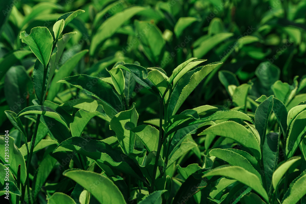 Closeup of lush green leaves in their natural setting, rich with ecosystem beauty Closeup of lush green leaves in their natural setting, rich with ecosystem beauty