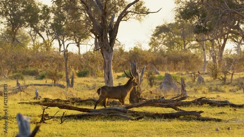Cinematic footage of a waterbuck (Kobus ellipsiprymnus) walking slowly in Moremi Game Reserve of Botswana of southern Africa.
