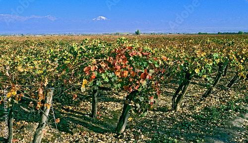 Plantação de videiras em Mendoza. Argentina. photo