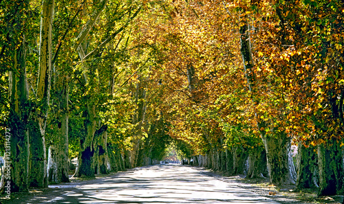 Árvores na estrada, Mendoza. Argentina. photo