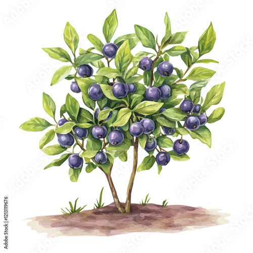Blueberry Bush with Fruit – Fresh Watercolor Vector Illustration, Berry-Laden Bush Design, Nature-Inspired Artwork, Vibrant Blueberry Bush with Ripe Fruits Vector.  
