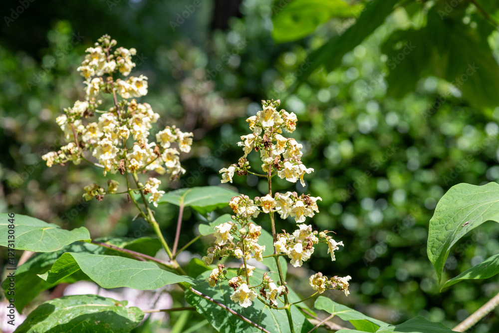 Close up of yellow catalpa (catalpa ovata) flowers in bloom Close up of yellow catalpa (catalpa ovata) flowers in bloom