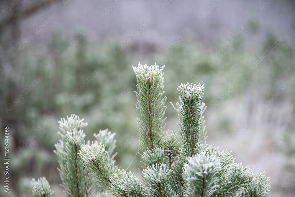 Close-up of frost-covered pine branches in a natural setting, showcasing winter textures with a soft, blurred background. Close-up of frost-covered pine branches in a natural setting, showcasing winter textures with a soft, blurred background.