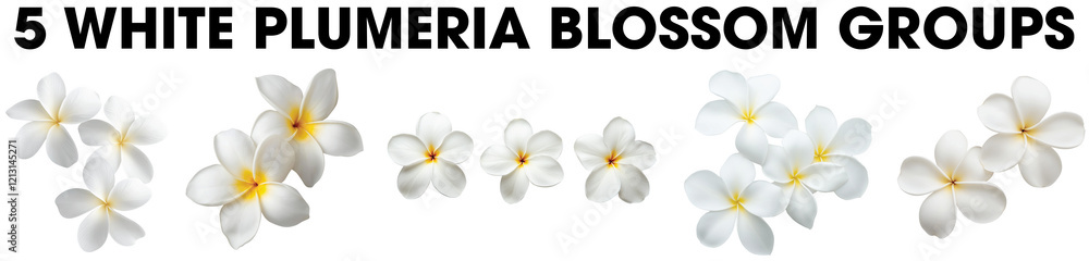 Naklejka premium Group of white Plumeria tropical frangipani flower single blossom blooms top view isolated on transparent background. 