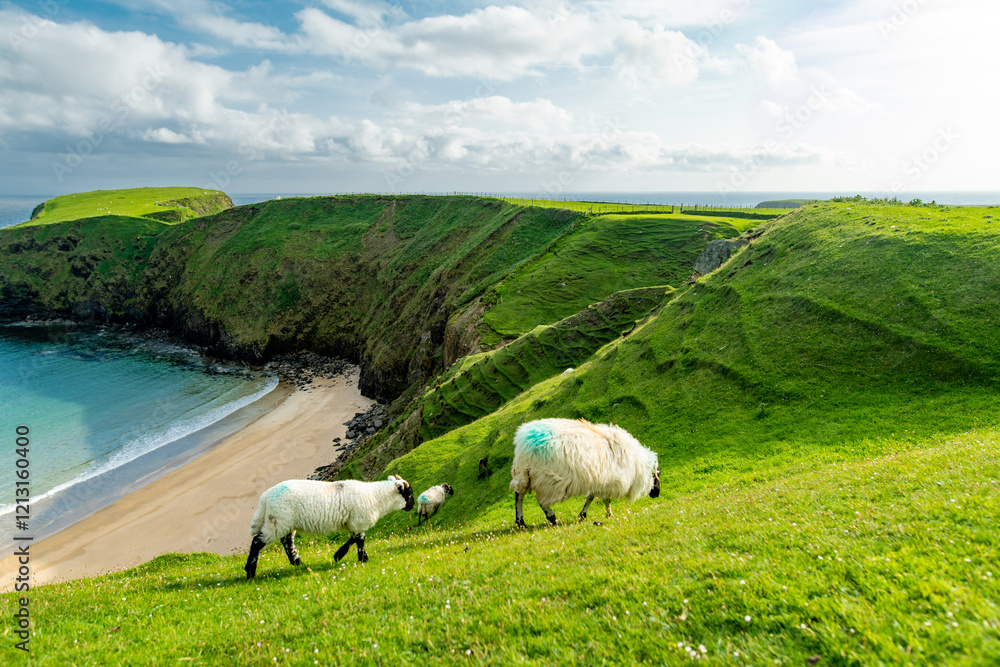 Fototapeta premium Sheep grazing near Silver Strand, a sandy beach in a sheltered, horseshoe-shaped bay, at Malin Beg, near Glencolmcille, in south-west County Donegal. Wild Atlantic Way, Ireland.