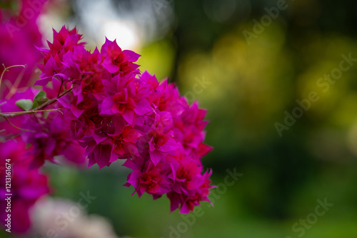 Une belle branche de bougainvillier rose dans un jardin à Gwalior, Inde. photo