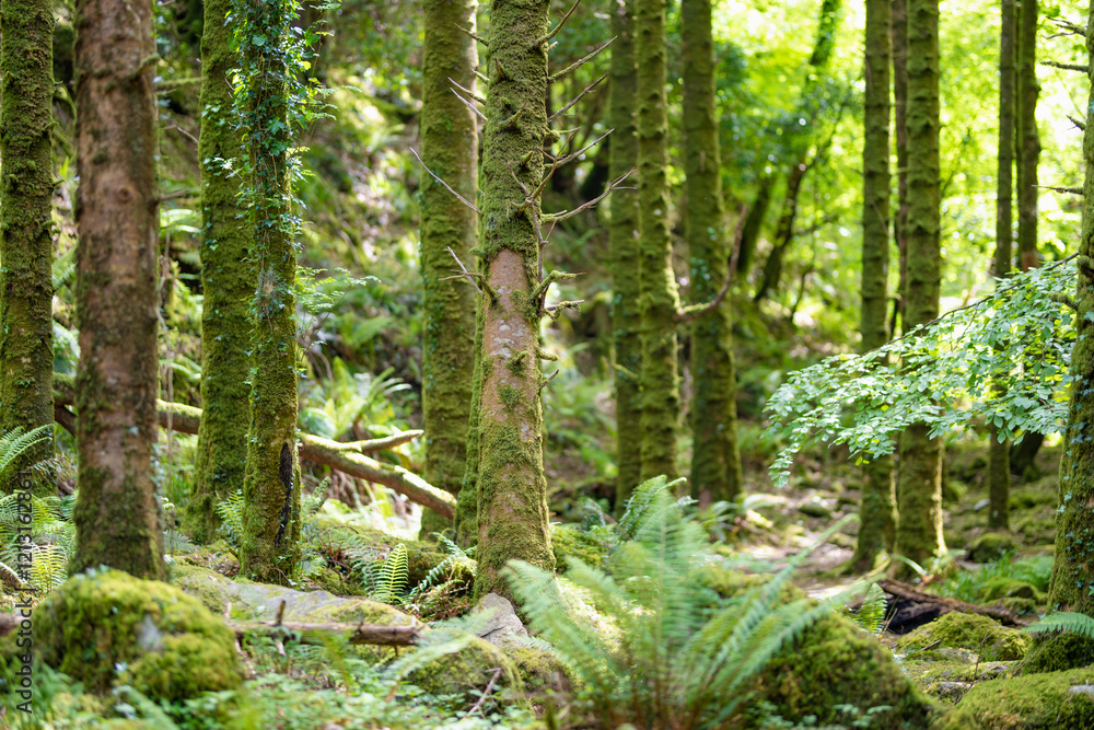Fototapeta premium Dense humid forest near Torc Waterfall, one of most popular tourist attractions in Ireland, located in woodland of Killarney National Park. Ring of Kerry tourist route, Ireland.